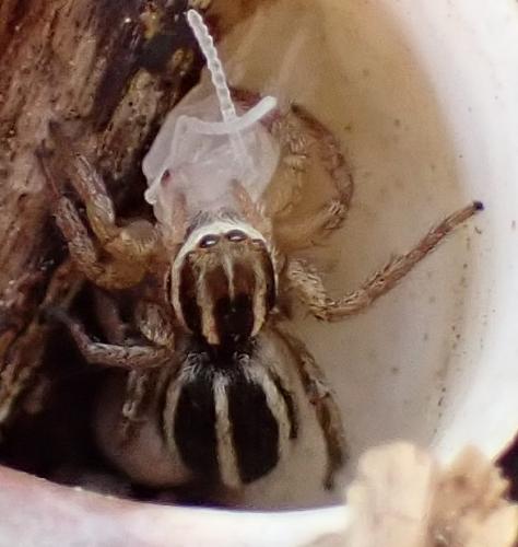Phlegra bresnieri